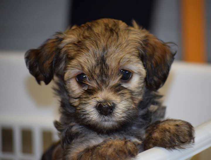 Puppy Care